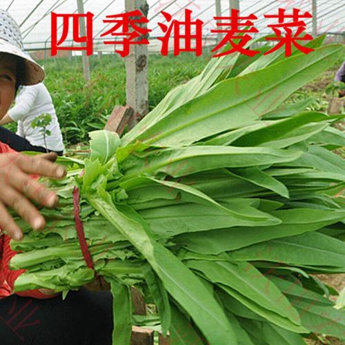 四季播蔬菜清香油麥菜種子紅葉油麥菜大田耐熱盆栽青菜籽包郵10克_7折