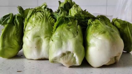 兒菜(抱子芥)--生長非常奇特、營養價值高的蔬菜