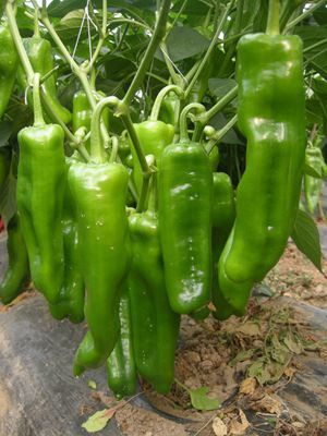 【蔬菜種子辣椒 超大泡椒種子種子 【國(guó)農(nóng)601】】?jī)r(jià)格_廠家 - 中國(guó)供應(yīng)商