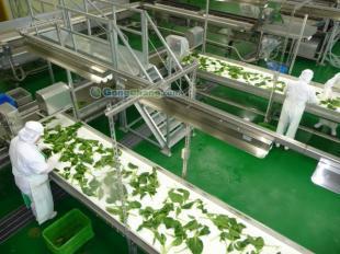 供應(yīng)冷凍蔬菜生產(chǎn)線價格_供應(yīng)冷凍蔬菜生產(chǎn)線廠家_世界工廠網(wǎng)產(chǎn)品信息庫