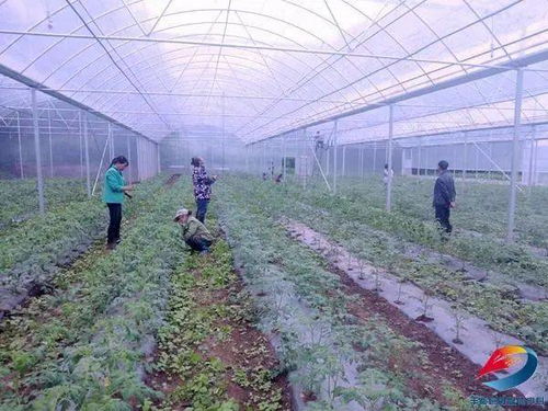 厲害了 豐都這個鎮投資380萬元 建成周邊區縣最大蔬菜育苗基地