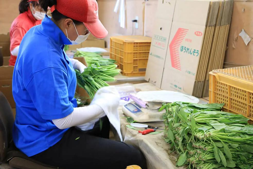 從田間到餐桌 真實的農業種菜、加工與農副產品收購全貌